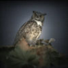 Mobile Obscura Photography Experience – WAIT LIST owl
